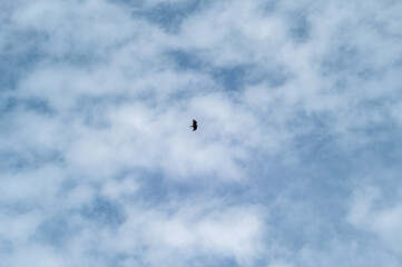 Low angle view of an eagle flying agaist the blue sky
