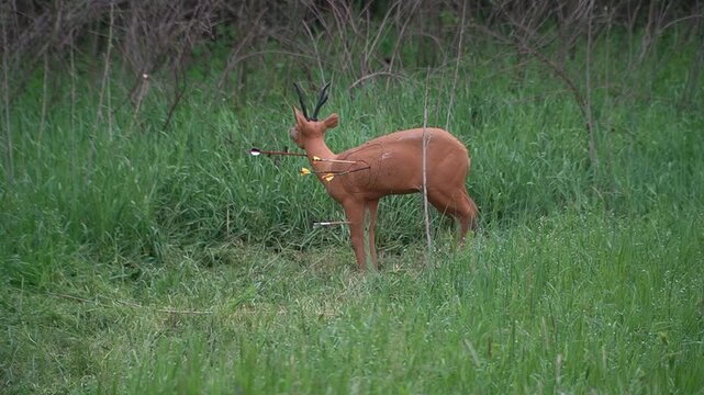 
 Shooting with professional bow, outdoor sport archery activity.
Arrows hit a three-dimensional animal-shaped target.  Archery competition

