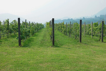 rows of grapes agriculture vineyard