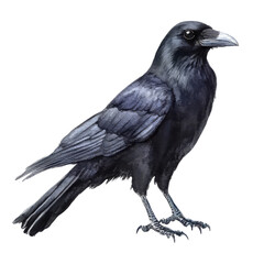 raven on white background
