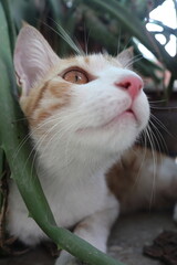 Orange tabby kittens enjoying a day in the sun, in the park, in the green, and in the shade.
