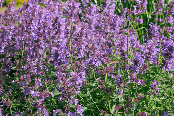 Fototapeta premium Violet flowers. Nepeta racemosa, dwarf catnip flower. Completely floral background. Beautiful blue Catnip in full bloom for background, post, screensaver, wallpaper, postcard, banner, cover, website
