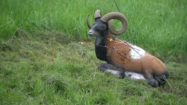  Shooting with professional bow, outdoor sport archery activity.
Arrows hit a three-dimensional animal-shaped target.  Archery competition
