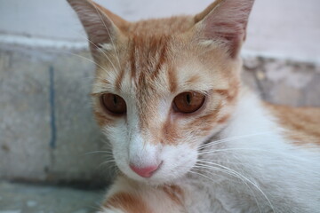 Orange tabby kittens enjoying a day in the sun, in the park, in the green, and in the shade.