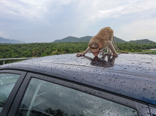 A baby Indian Monkey seen licking the rain water droplets on a roof of a Motorcar in the western...