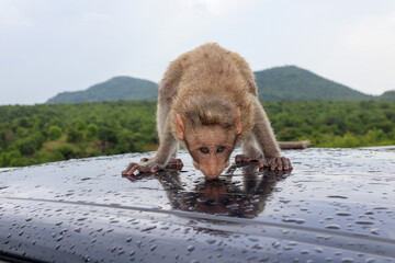 A baby Indian Monkey seen licking the rain water droplets on a roof of a Motorcar in the western...