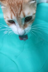 Orange tabby kittens enjoying a day in the sun, in the park, in the green, and in the shade.