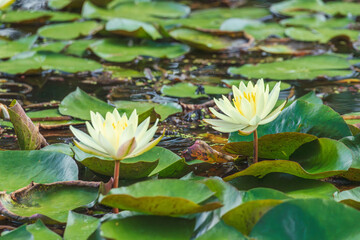 初夏の池に咲くハスの花11