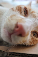 Orange tabby kittens enjoying a day in the sun, in the park, in the green, and in the shade.