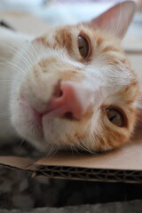 Orange tabby kittens enjoying a day in the sun, in the park, in the green, and in the shade.