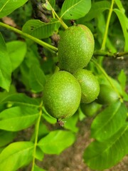Walnuts on a tree