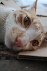 Orange kittens, male and female, playing in the shade and relaxing
