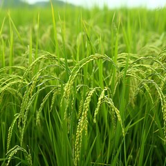 Mature Rice Grains on Vibrant Green Stalks