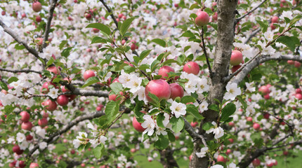 Blossoming tree laden with fruit.