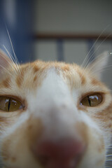 Orange kittens, male and female, playing in the shade and relaxing