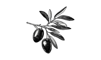 Vintage olive fruit engraving, retro botanical ink drawing, Mediterranean decor art, hand-drawn black sketch, old illustration style, antique food print, rustic kitchen wall art