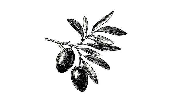 Naklejki Vintage olive fruit engraving, retro botanical ink drawing, Mediterranean decor art, hand-drawn black sketch, old illustration style, antique food print, rustic kitchen wall art