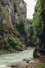 river in the forest