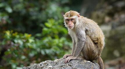 Close-up of a monkey sitting on a rock.