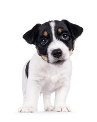 Adorable Jack Russell dog puppy, standing up facing front. Looking attentive towards camera. Isolated on a white background.