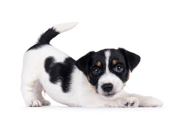 Obraz premium Adorable Jack Russell dog puppy, standing side ways with but up and head down. Looking attentive towards camera. Isolated on a white background.