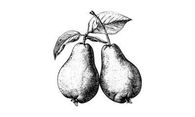 Vintage pear fruit engraving, retro botanical style, black ink print, antique wall decor, healthy snack sketch, natural fruit illustration, hand-drawn, old engraving style, rustic art