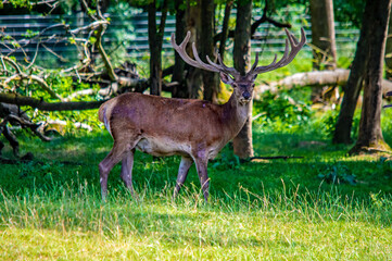 Ein Hirsch im Wald im Naturschutzgebiet in Ingolstadt