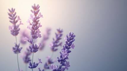 Obraz premium Close-up of Beautiful Purple Lavender Flowers Blooming in Sunlight lavender blooming purple close-up