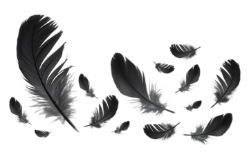 Collection of feathers isolated on transparent background