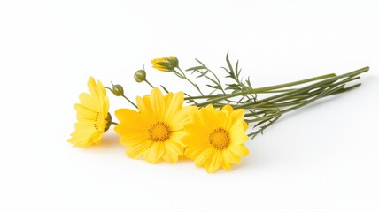 Vibrant Yellow Daisy Bouquet on White Background bouquet vibrant yellow flowers daisies floral bloom