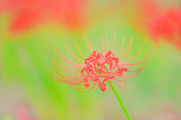 彼岸花が咲く秋の風景