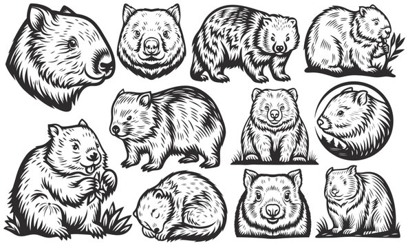 Vintage style vector set featuring various wombat poses, highlighting their unique charm and character through detailed engravings, perfect for classic wildlife designs