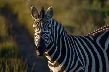 Plains zebra (Equus quagga) in the veld near Gqeberha, Eastern Cape, South Africa. Known for distinctive black-and-white stripes, they thrive in grasslands and savannahs across southern Africa.