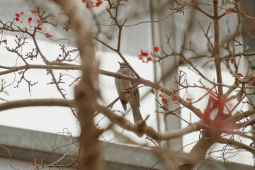Bird on a Winter Branch