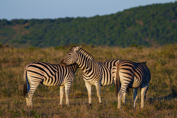Plains zebra (Equus quagga) in the veld near Gqeberha, Eastern Cape, South Africa. Known for distinctive black-and-white stripes, they thrive in grasslands and savannahs across southern Africa.