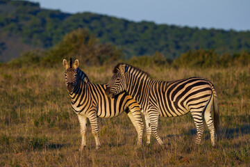Plains zebra (Equus quagga) in the veld near Gqeberha, Eastern Cape, South Africa. Known for...