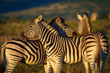 Plains zebra (Equus quagga) in the veld near Gqeberha, Eastern Cape, South Africa. Known for...