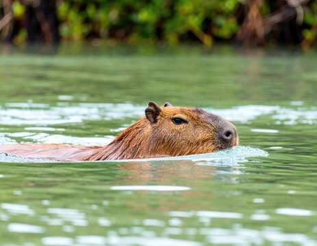 Fototapeta Capybara swimming in shallow water (1)