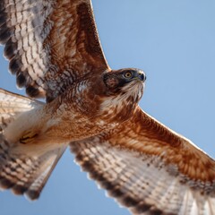 Majestic Cooper's Hawk soaring in cloudless sky nature bird of prey powerful wings freedom animal behavior close angle