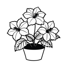 black and white hibiscus flowers in a pot