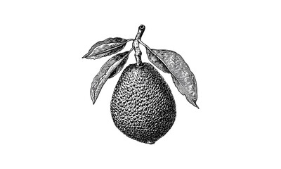 Black ink breadfruit drawing, hand-drawn botanical food art, vintage sketch style, tropical fruit illustration, retro decor artwork, antique botanical poster,