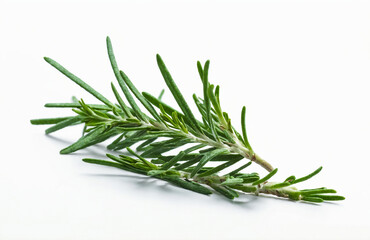 Fototapeta premium A Close-Up of a Fresh Rosemary Sprig on Isolated White Background