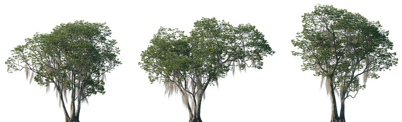 Set of Fraxinus caroliniana (the pop ash, Florida ash, swamp ash, Carolina ash, or water ash) frontal trees isolated png on a transparent background perfectly cutout