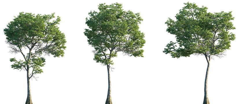 Set of Nyssa aquatica (commonly called the water tupelo, cottongum, wild olive, large tupelo, tupelo-gum) frontal street trees isolated png on a transparent background perfectly cutout