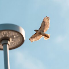 Bird of prey soars through the radiant blue sky next to a modern street light capturing freedom in flight