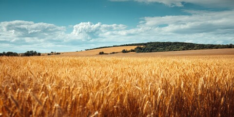 Obraz premium Golden Wheat Field in a Scenic Rural Summer Landscape with Harvest Ready Crops