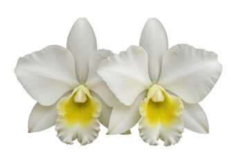 Naklejka premium Two elegant creamy white Cattleya orchids with pale yellow ruffled labellums, intricate botanical details, on a transparent background with copy space, no shadows, sharp focus, high contrast. Concept