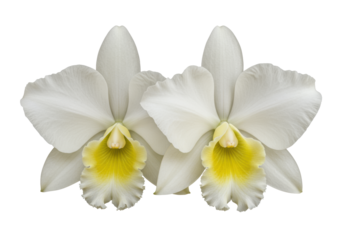 Two elegant creamy white Cattleya orchids with pale yellow ruffled labellums, intricate botanical details, on a transparent background with copy space, no shadows, sharp focus, high contrast. Concept