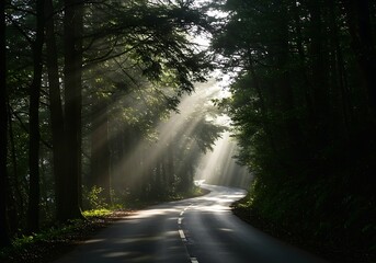 Peaceful Woodland Pathway Surrounded by Trees