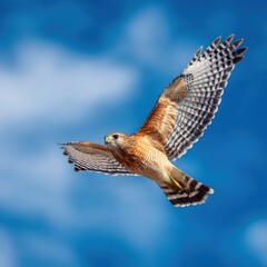 Majestic red shouldered hawk soars across the boundless sky graceful flight capturing freedom and power